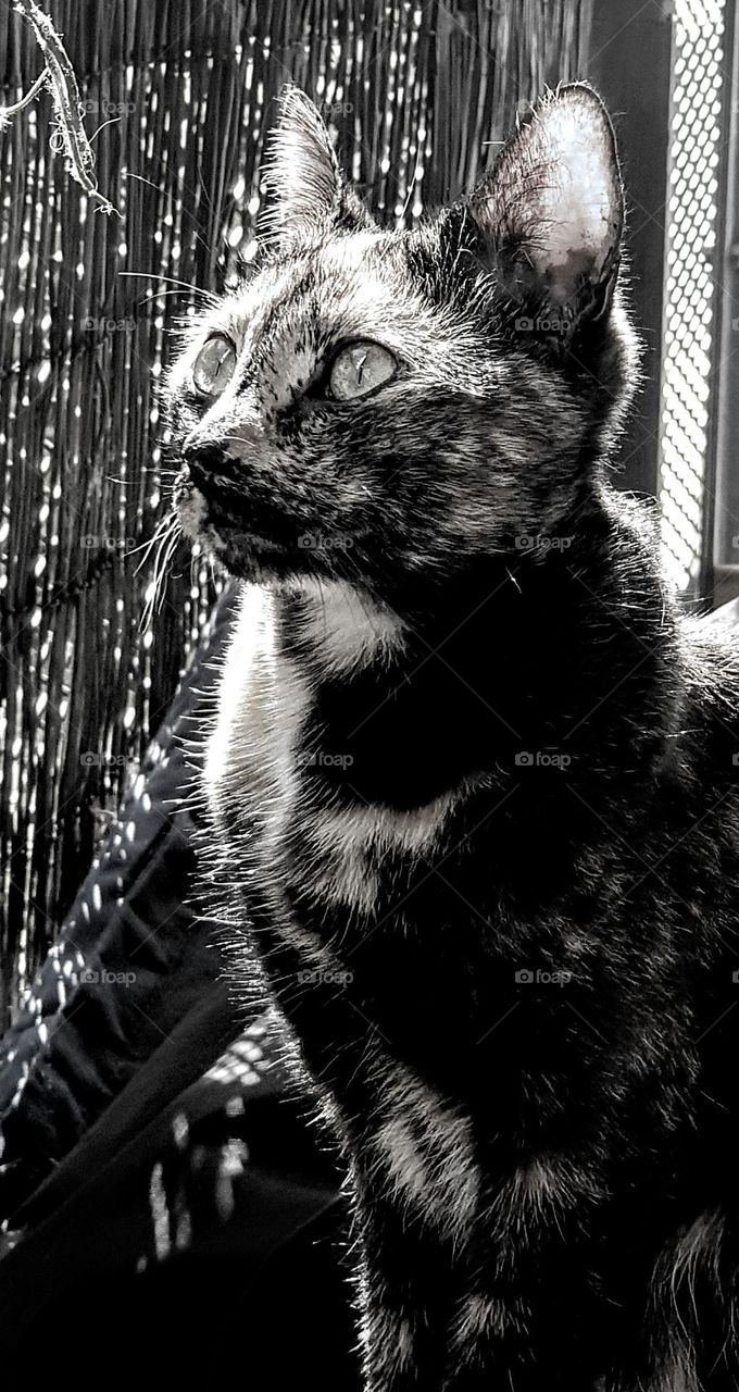 black and white low key beautiful cat portrsit