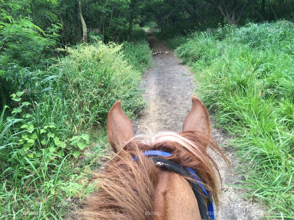 Horseback riding high angle view of horse mane and head on grassy path on mountain with chicks crossing in the distance 