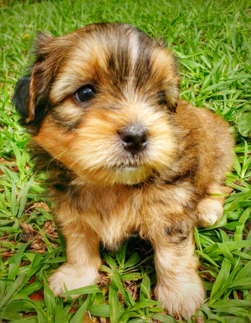 cachorro filhote dog pet