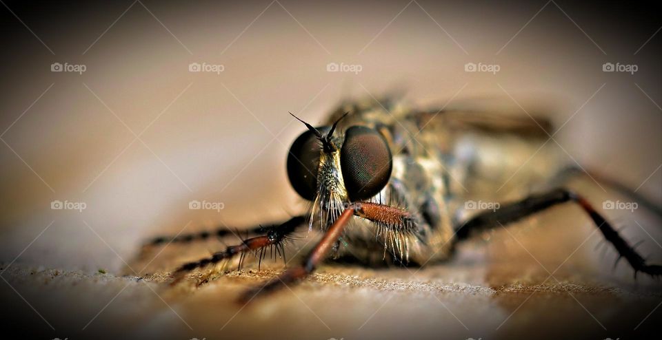 insect photography