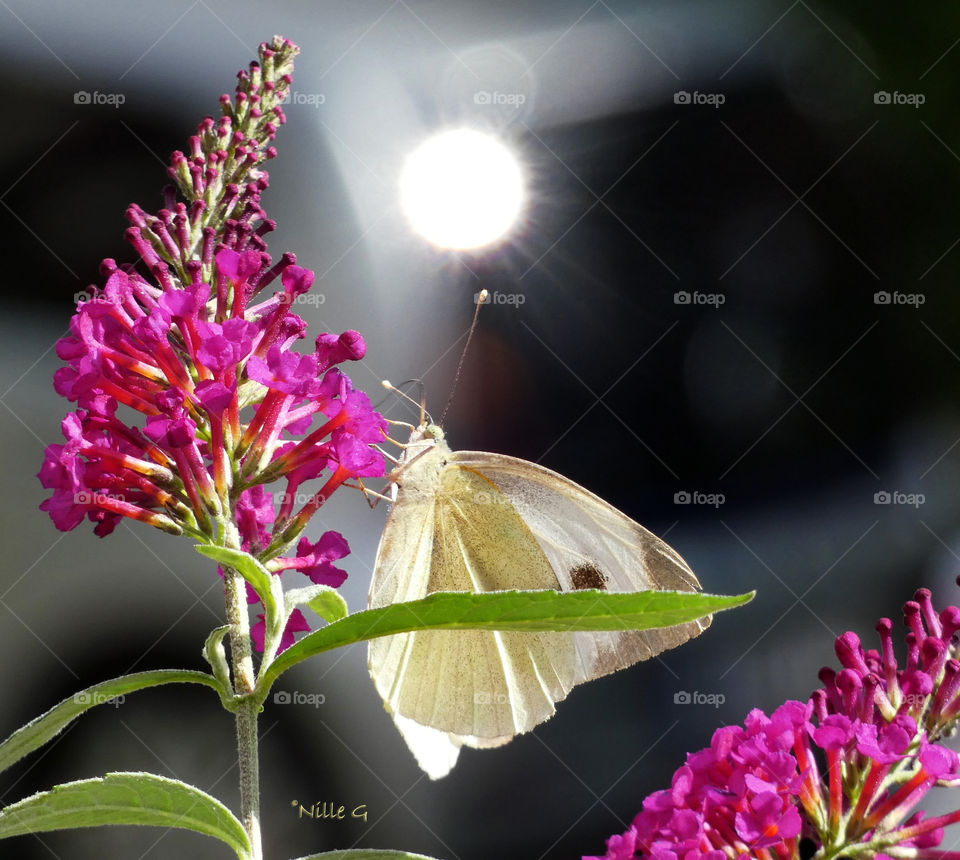 A little cabbage butterfly