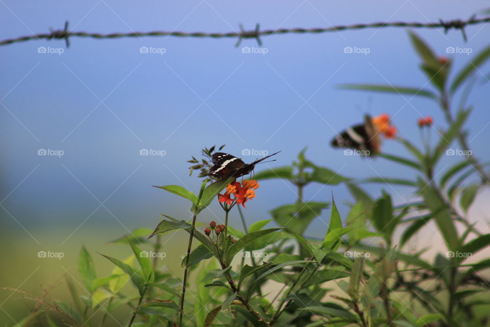 Butterflies on flowers by Arenal Volcano Costa Rica