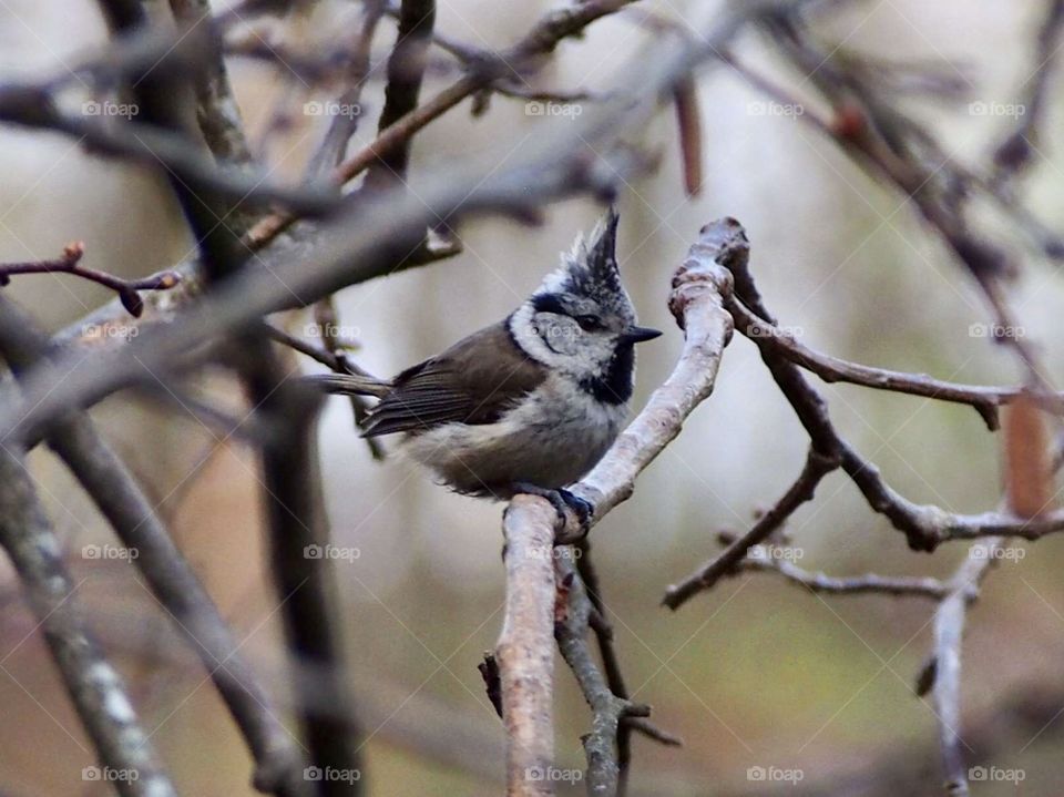 Crested tit