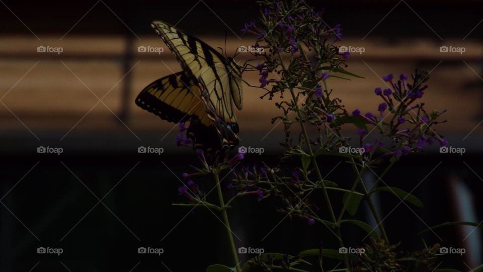 flutterby flutterby butterfly