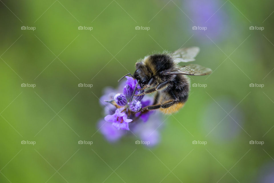Bee and purple
