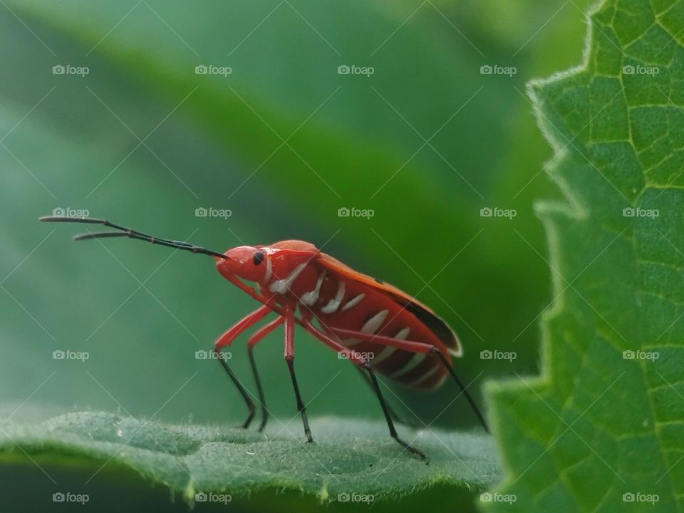 Red bug