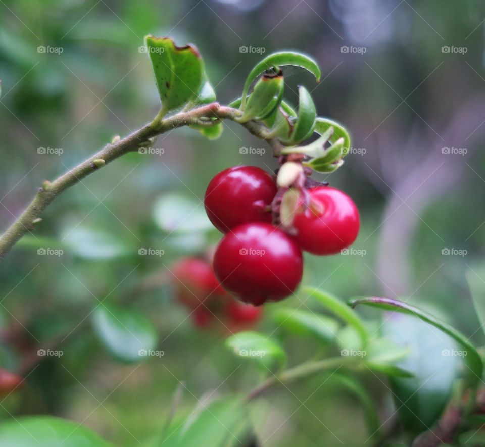 lingonberries