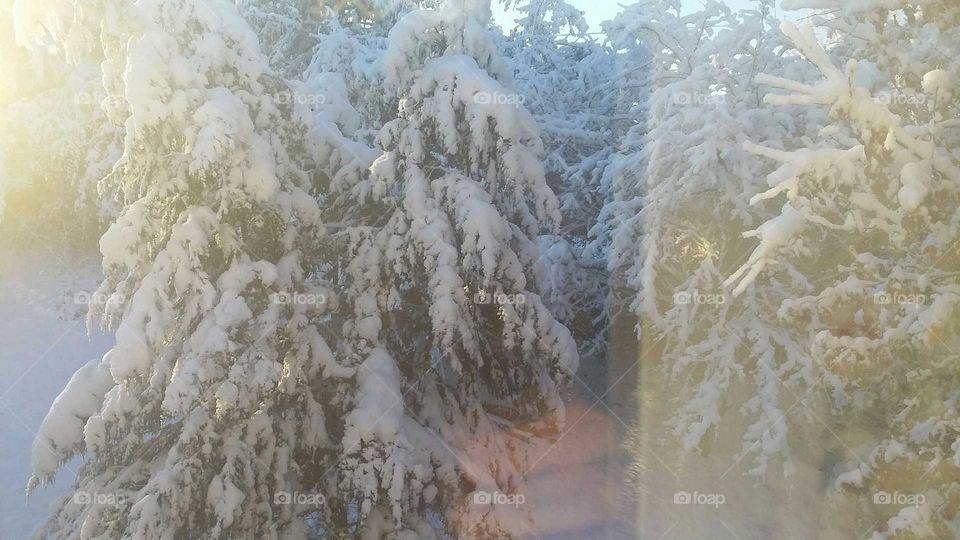 Frost, Winter, Snow, No Person, Nature