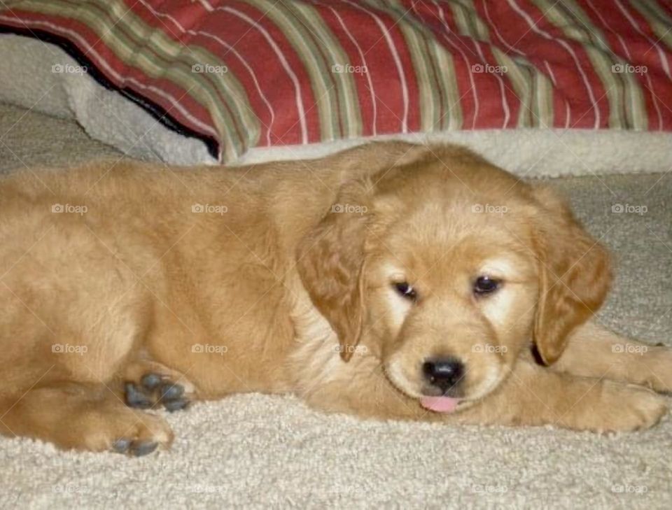 A puppy golden retriever lays on the beige carpet with her tongue sticking out. 