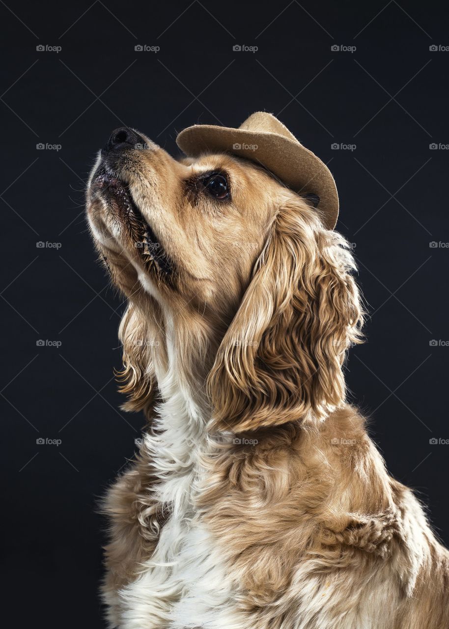 smartest dog and very nice. So much atitude