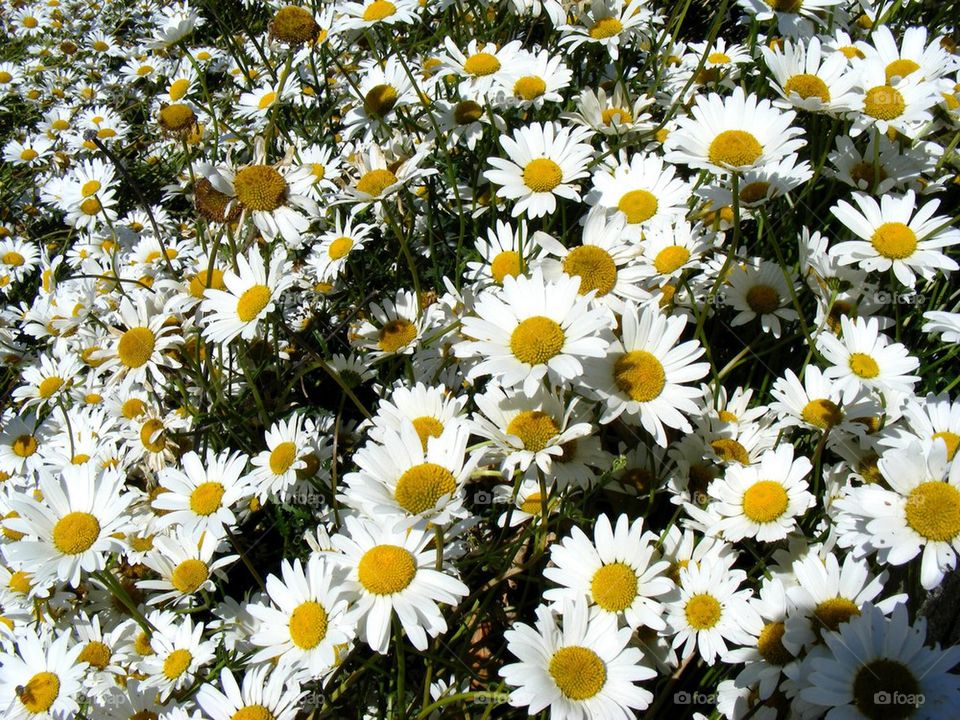 Daisies in the sun