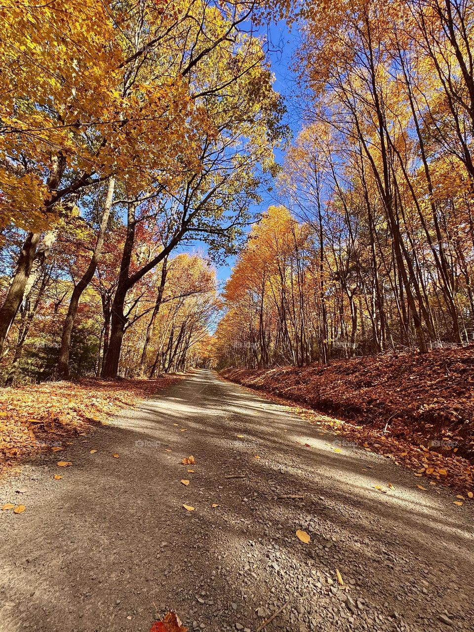 Autumn’s golden pathway, where every step is painted in vibrant hues and endless beauty.