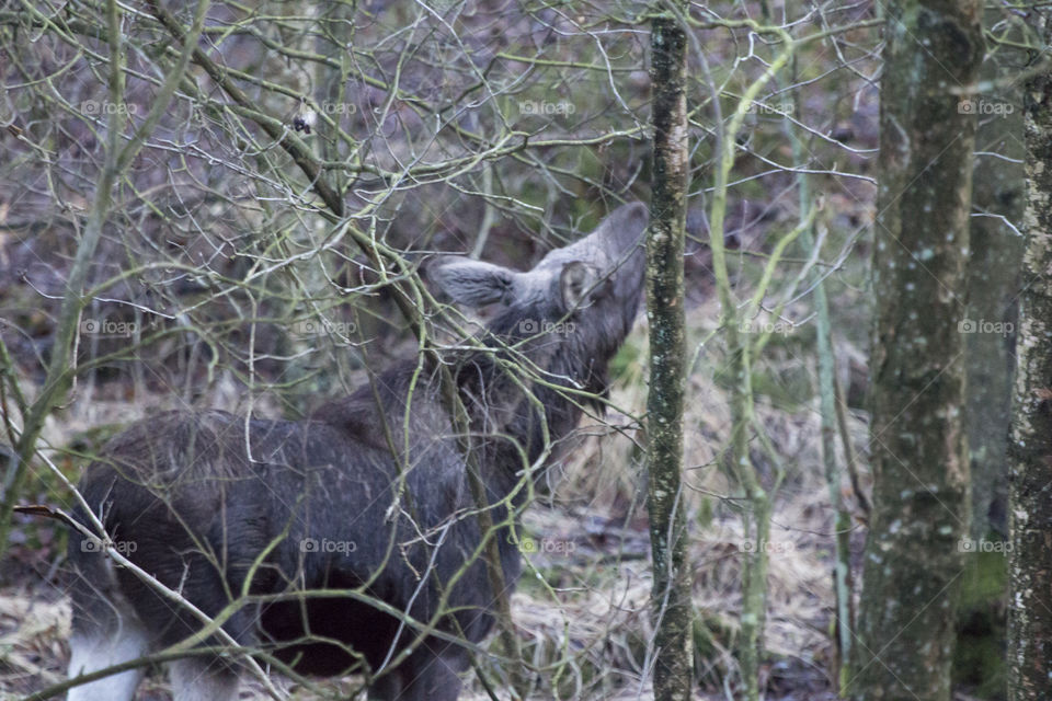 Moose in the forest, eating on tree - elk - älg i skogen, äter på träd