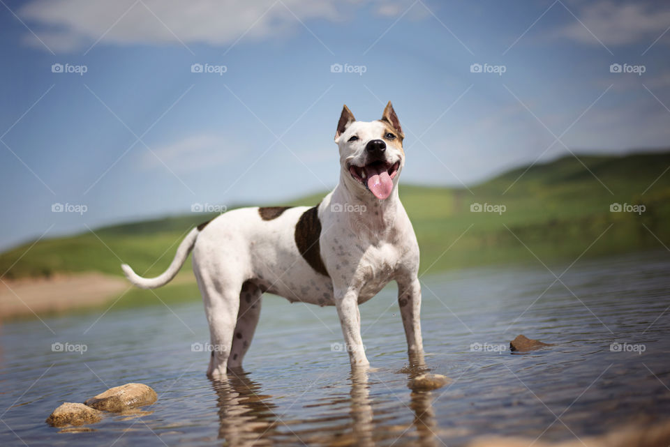 Dog standing in lake