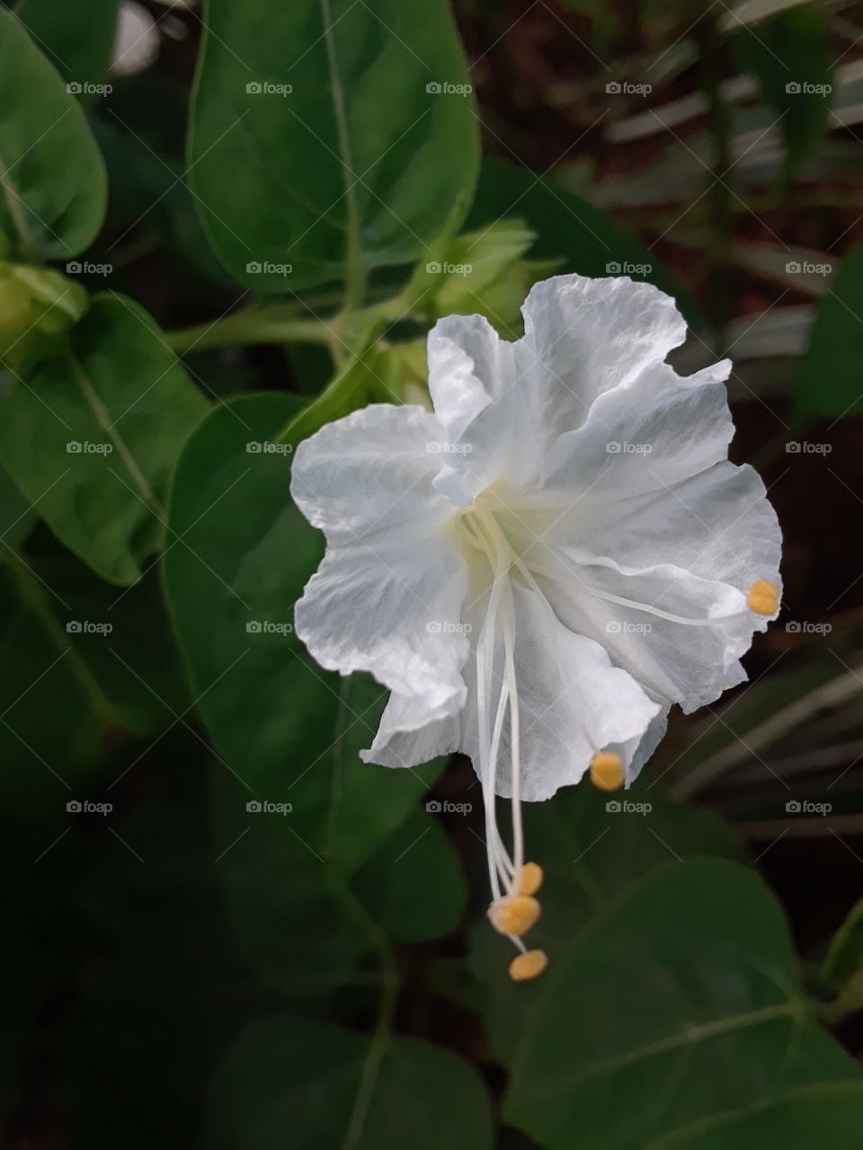 white lovely flower
