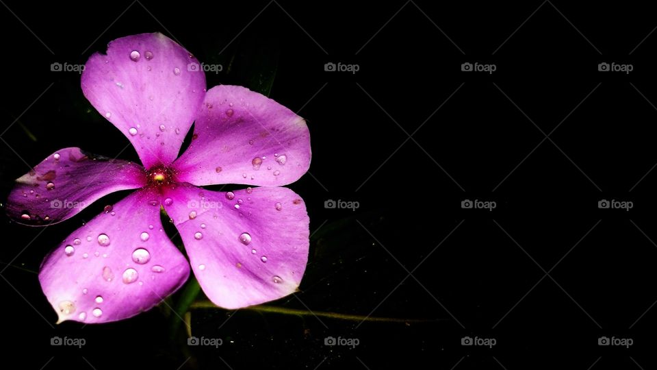Catharanthus roseus, commonly known as bright eyes, Cape periwinkle, graveyard plant, Madagascar periwinkle, old maid, pink periwinkle, rose periwinkle,is a species of flowering plant