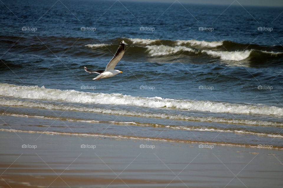 Gull flying over beach