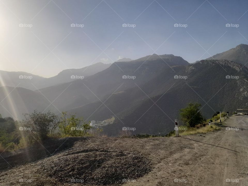 Summer in the forrest