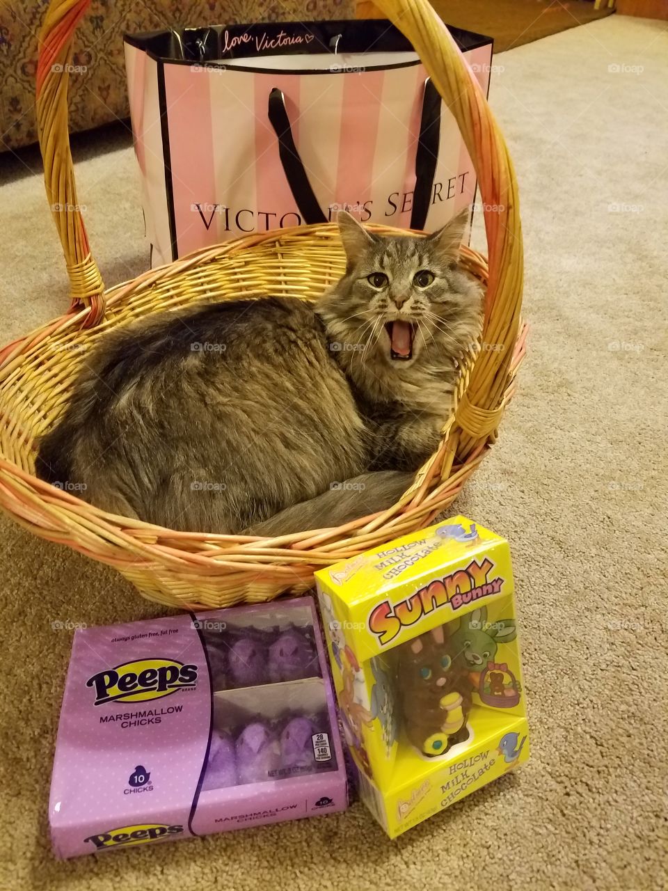 Basket, No Person, Little, Cute, Cat