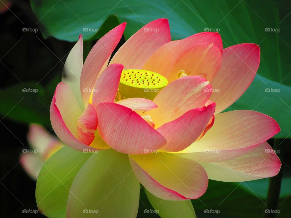 Lotus, Flower, Flora, Leaf, Nature