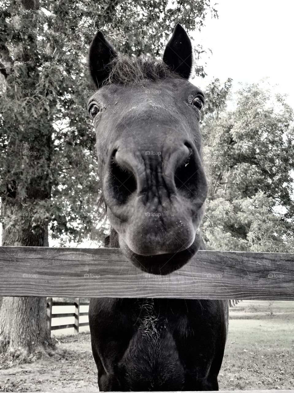 Morgan Horse