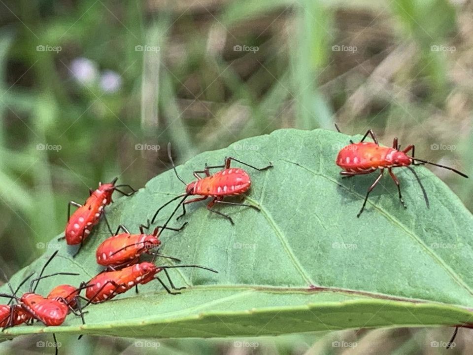 Your Best Macro shot, My garden (Countryside)