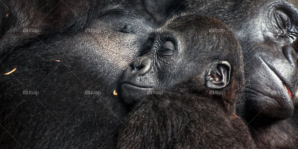 baby gorilla at his mother chest