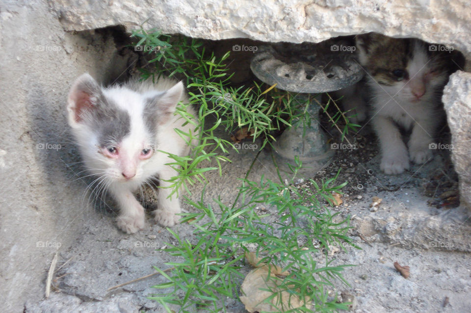 cats kittens wild kittens greek cats by birrber
