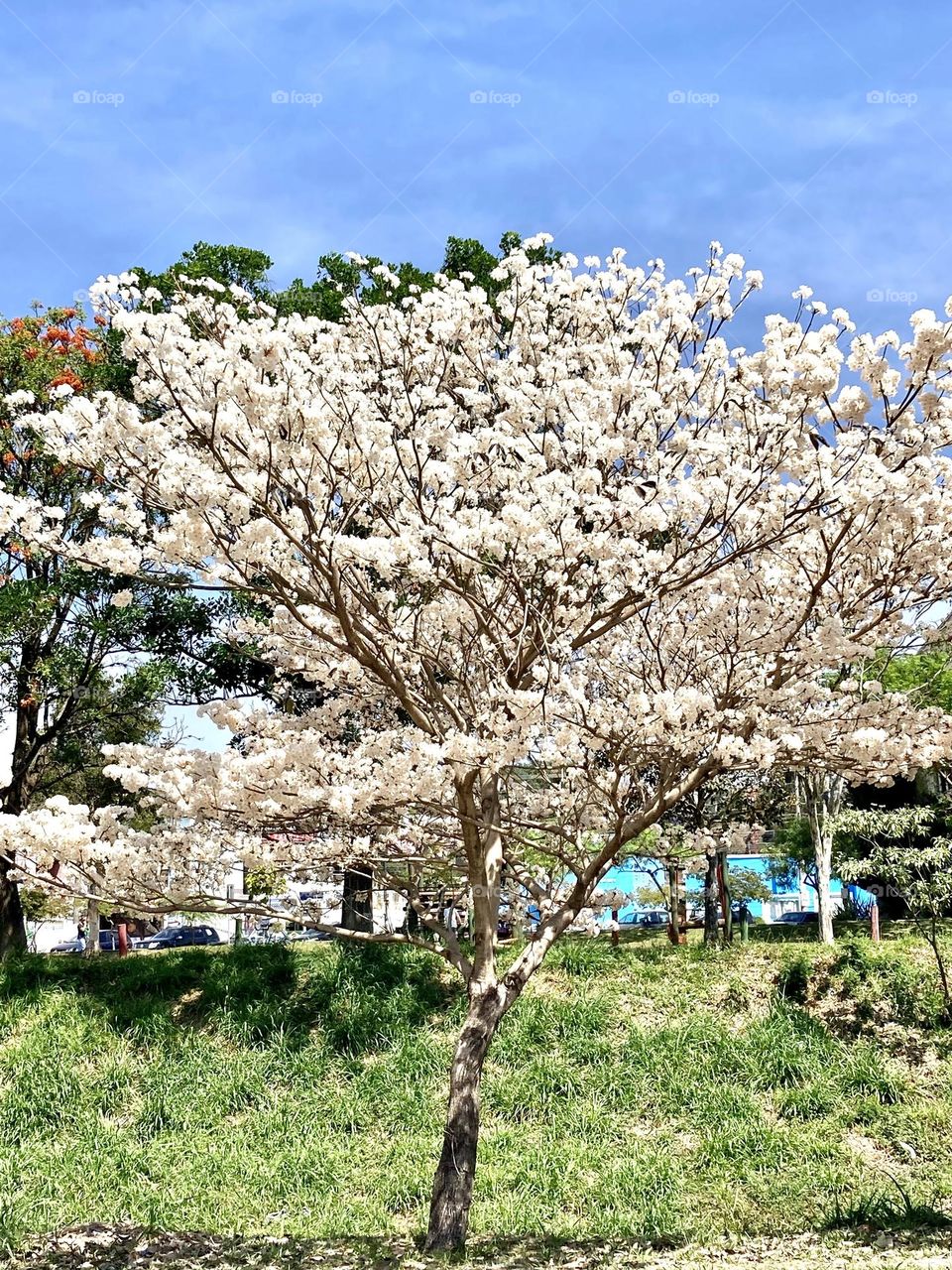 🇺🇸 A wonderful white ipe!  These trees are impressive and their white flowers inspire us. / 🇧🇷 Um maravilhoso ipê branco! Essas árvores são impressionantes e suas flores brancas nos inspiram.