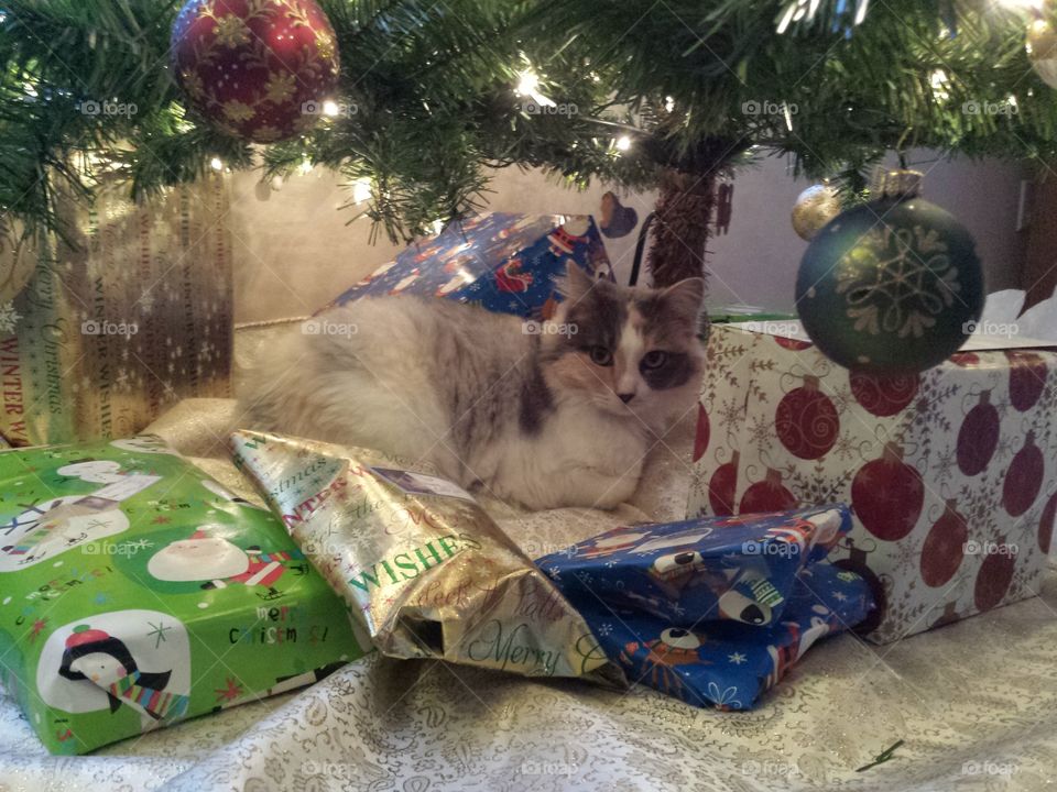 on the 1st day of Christmas my true love gave to me a kittttty