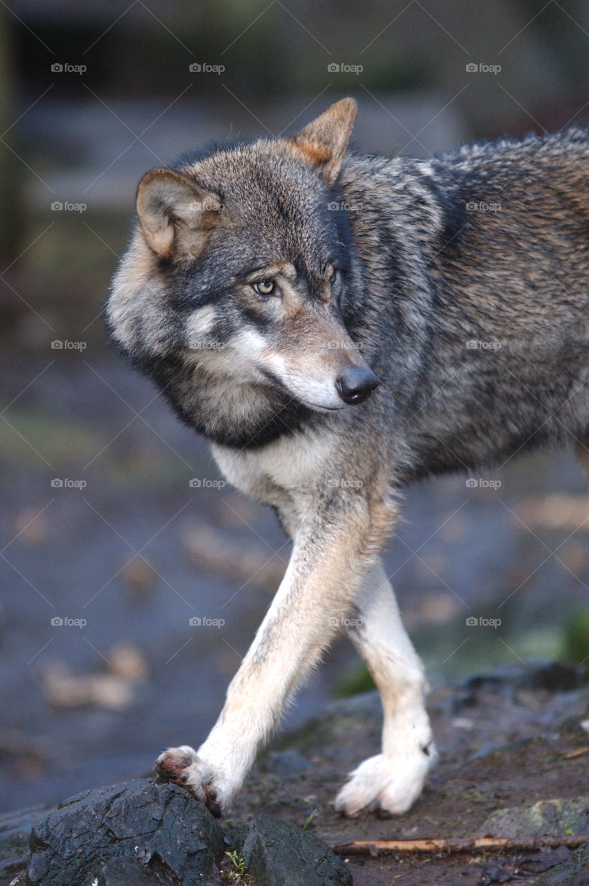 Close-up of wolf