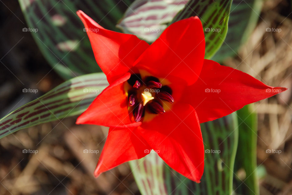 Garden flower