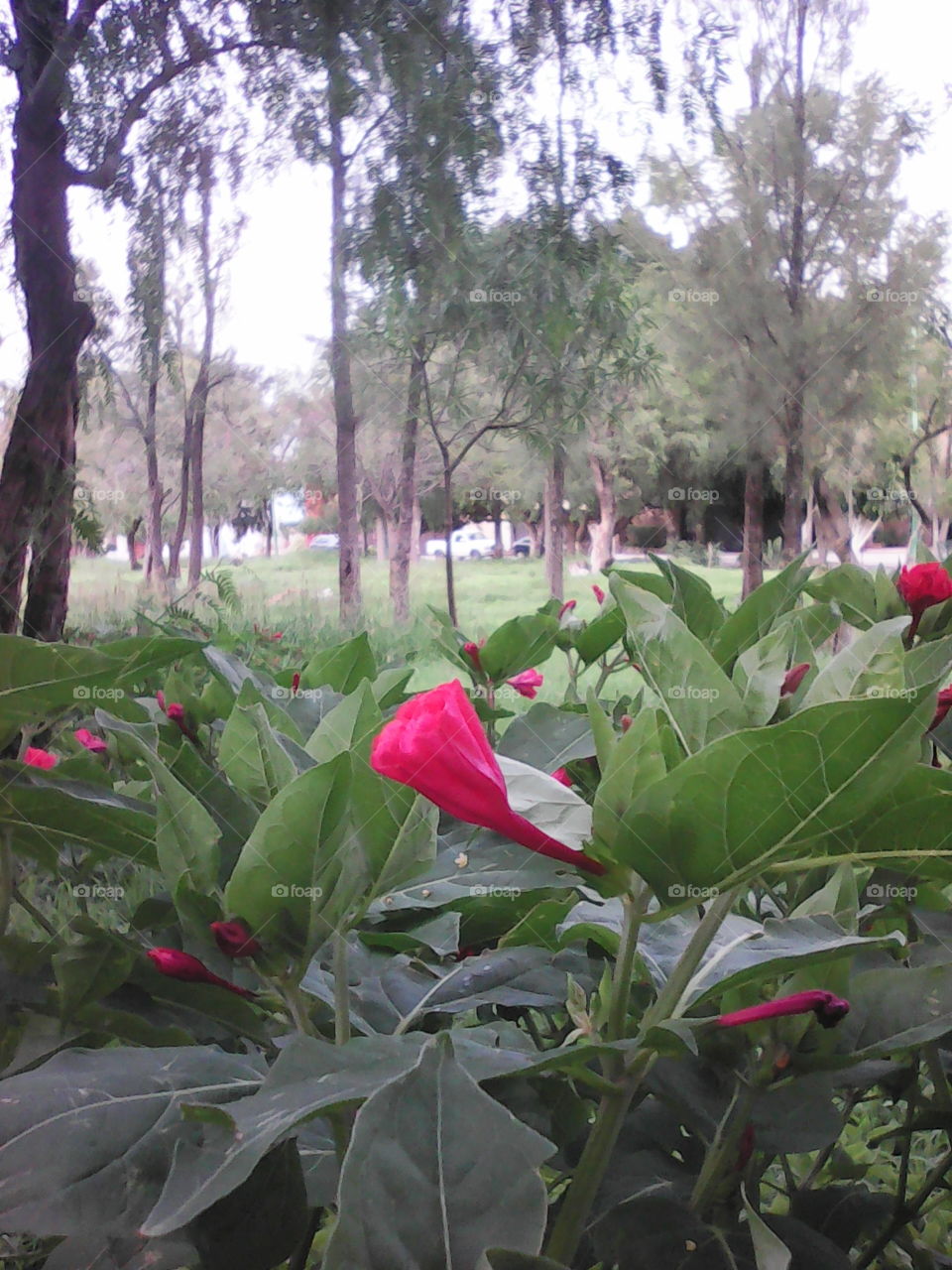 flores del parque