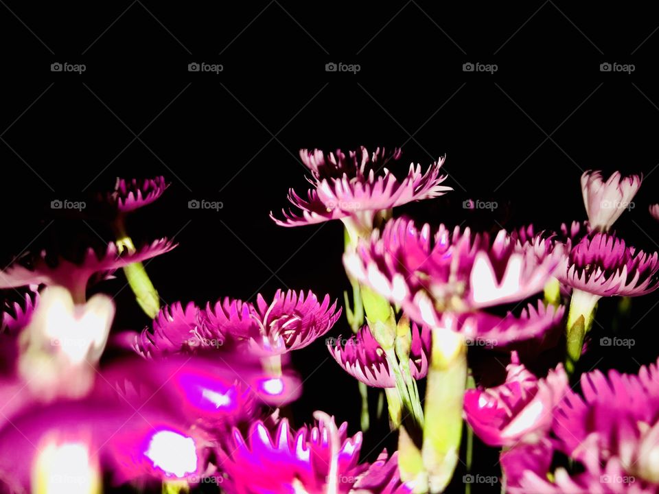 Bright pink flowers neon bright dark at night they pop with the dark background 