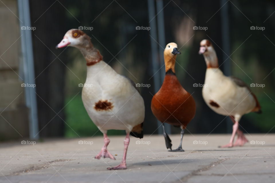 A duck that is walking down the street with friends.