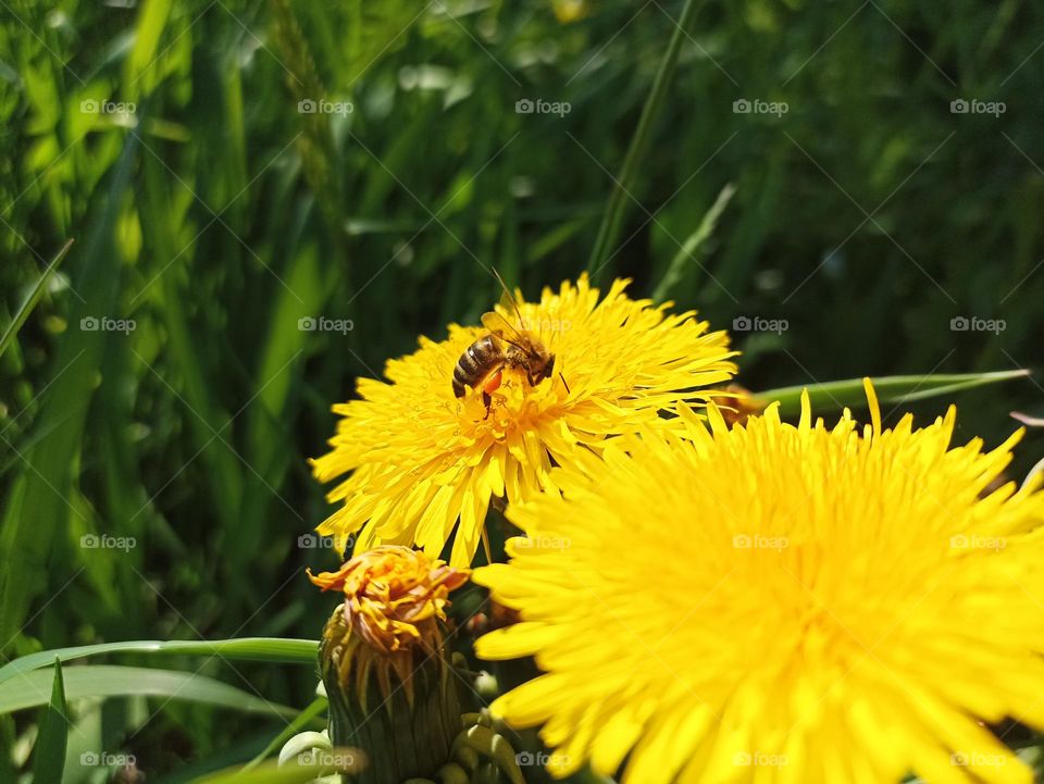 Taraxacum officinale, the dandelion or common dandelion, is a flowering herbaceous perennial plant of the dandelion genus in the family Asteraceae