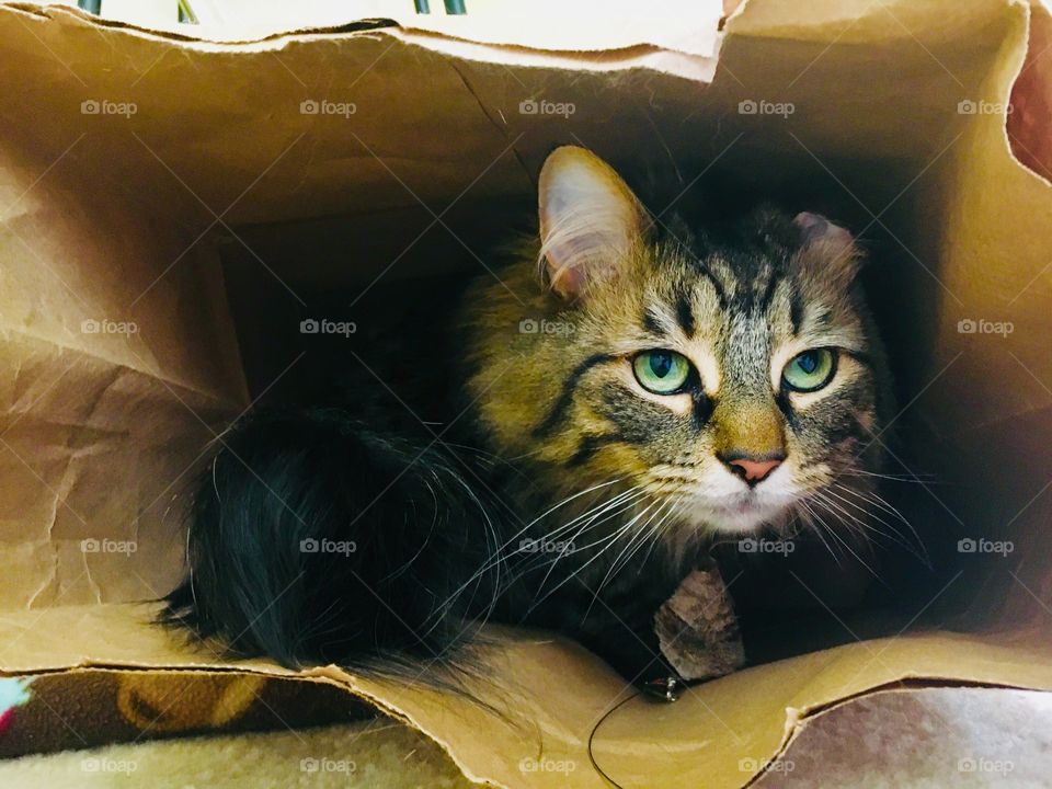 Someone let the cat out of the bag 1