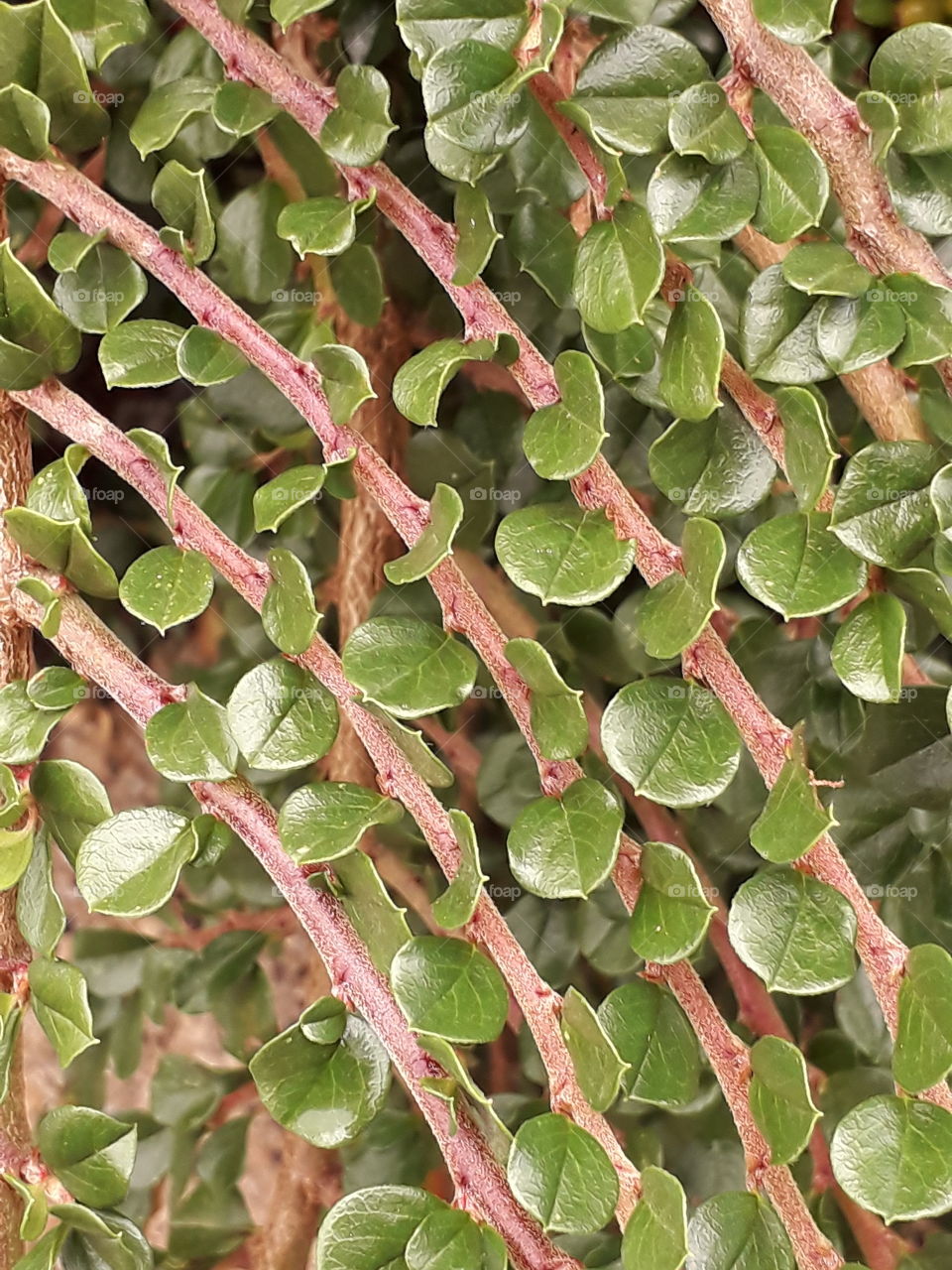 cotoneaster  horizontalis