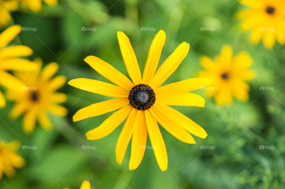 Yellow Flower