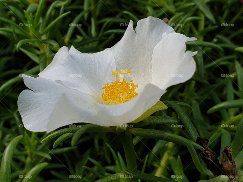 my beautiful Portulaca grandiflora