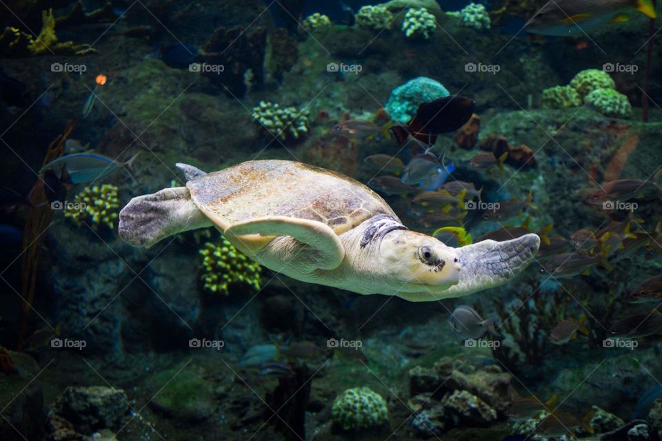 giant sea turtle swimming gracefully past the rocks, coral, and colorful aquatic plants