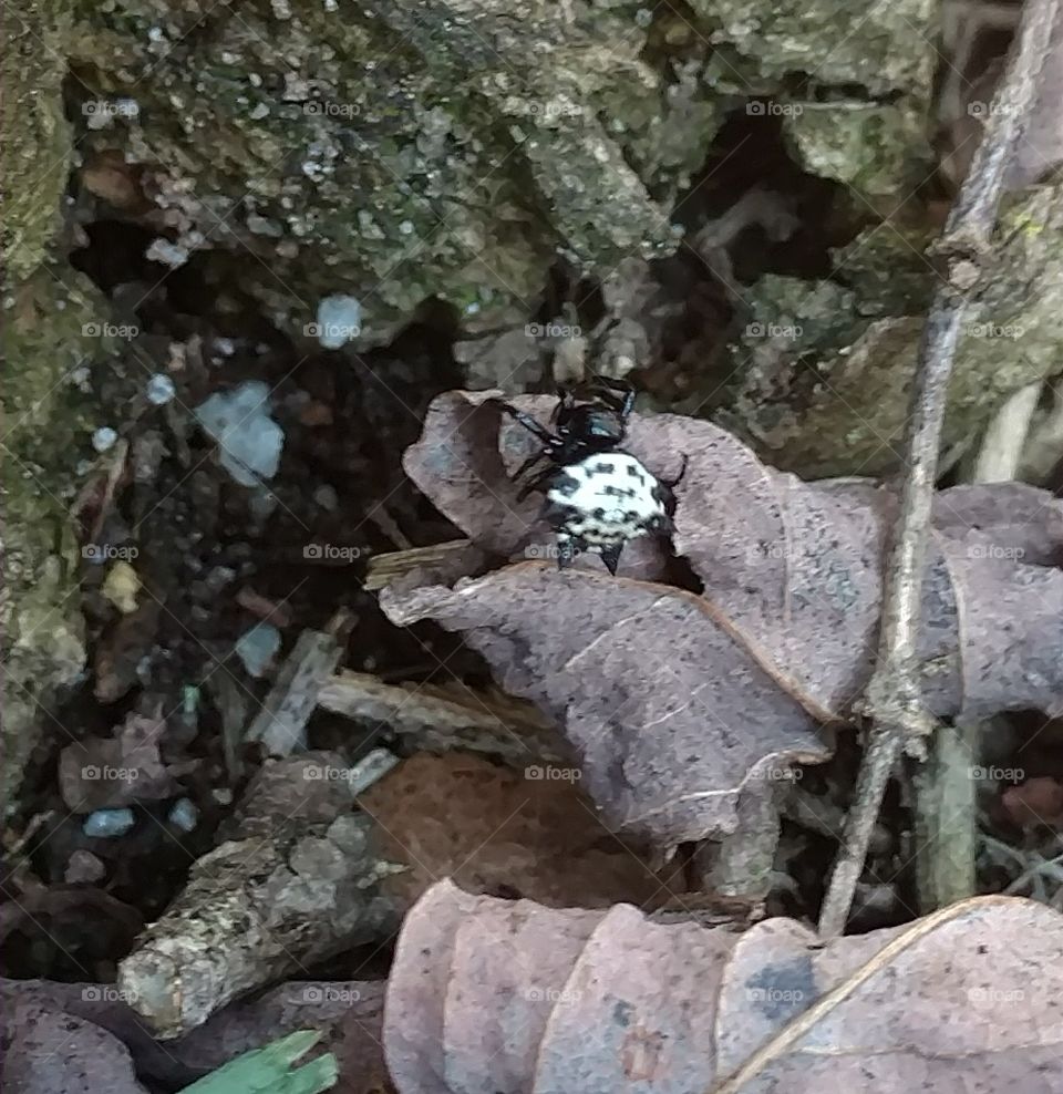 Nature, Wildlife, Outdoors, Environment, No Person