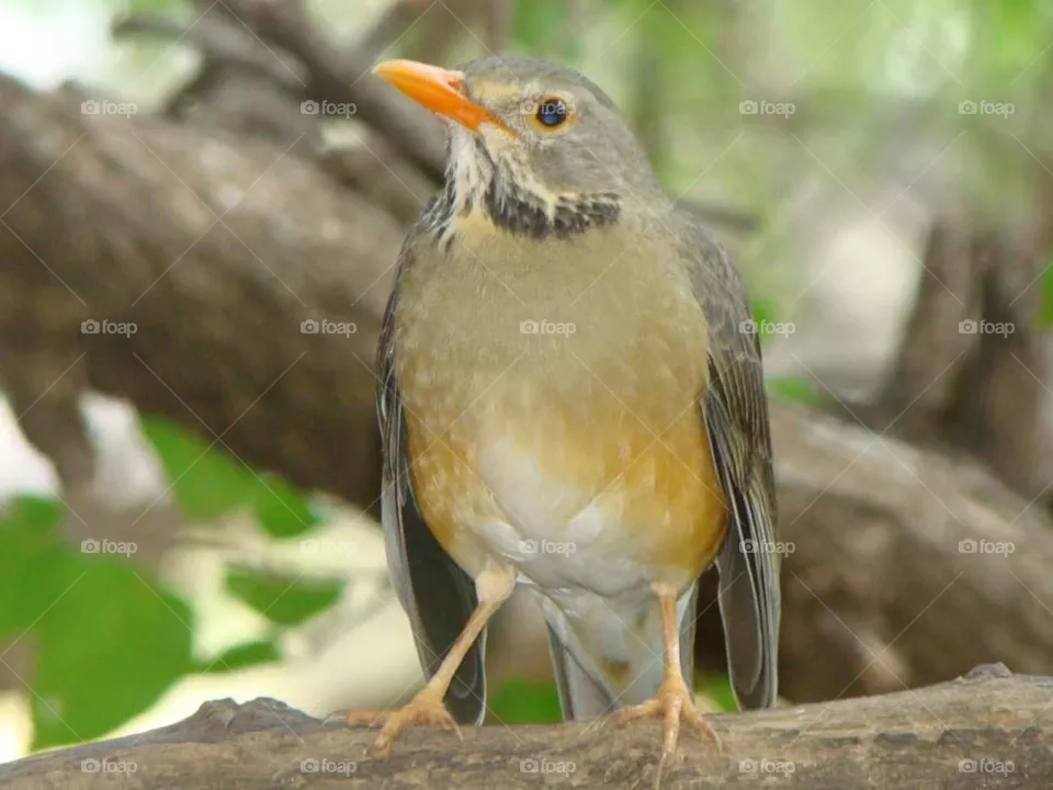 bird