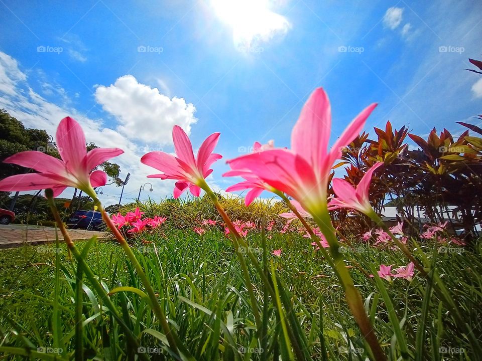 Sunny day and beautiful flowers