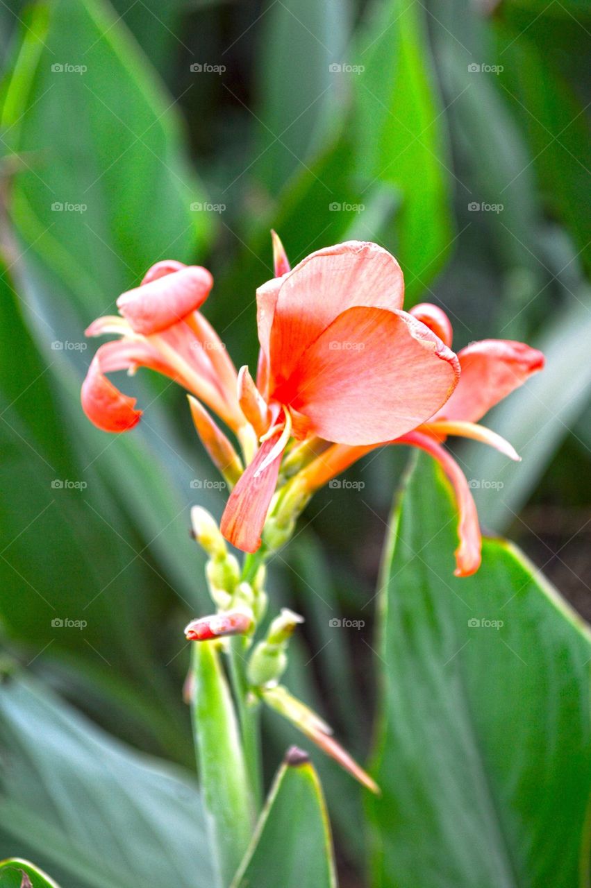 canna flower