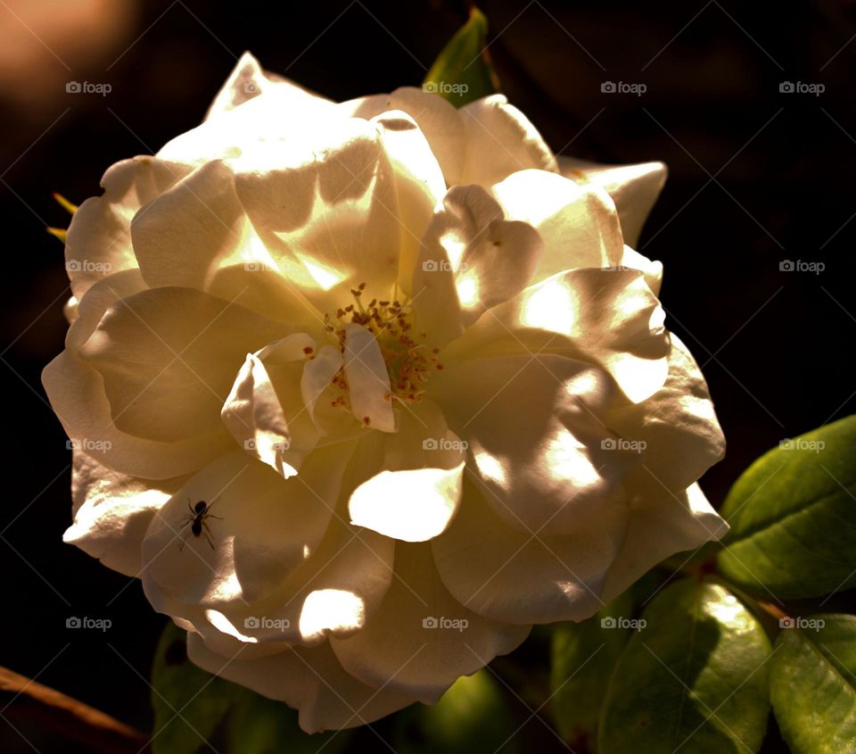 The beauty of a pure white rose.