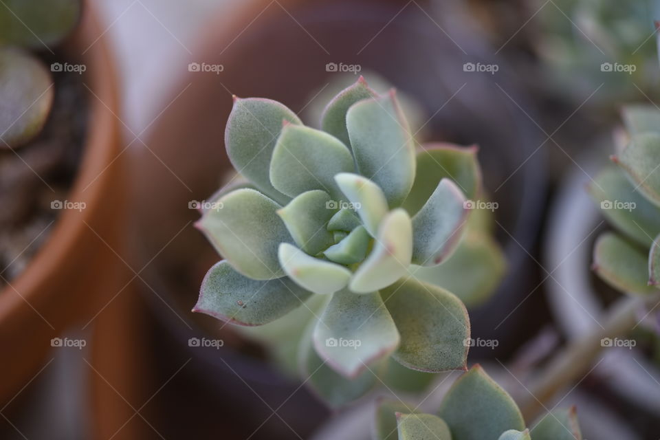 Succulent