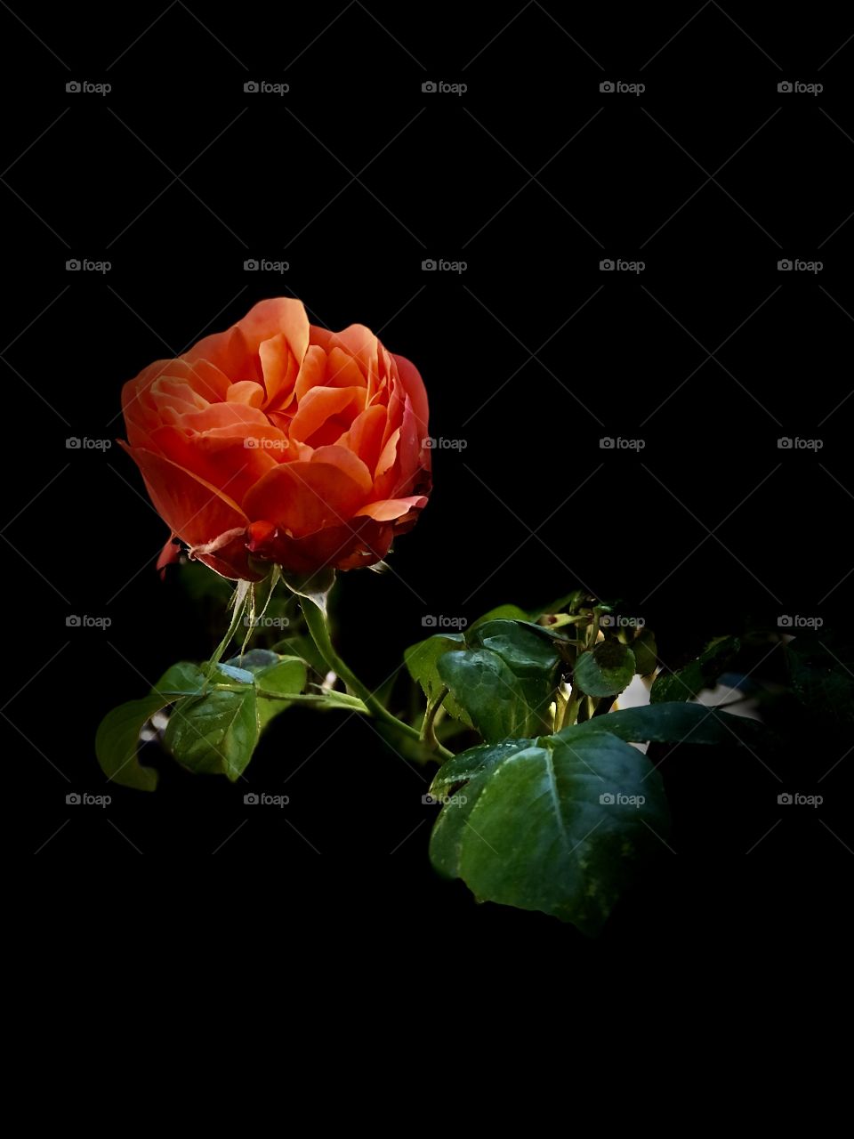 Colourful Coral Orange Rose Close Up Spring Time Photography Darkness Vibrant Colourful 
