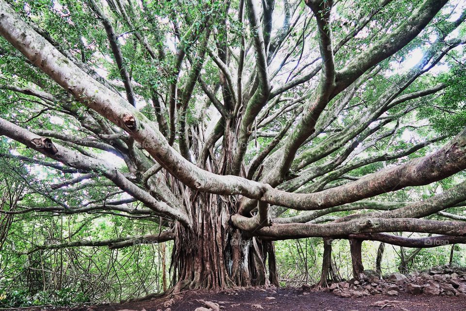 Banyan Tree Maui Hawaii