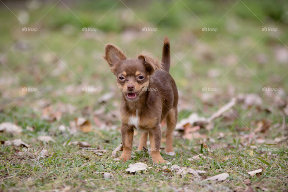 Cute Happy Smiling Floppy Ear Puppy